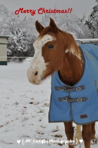Christmas Horse Picture