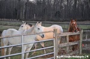 Horses waiting for food