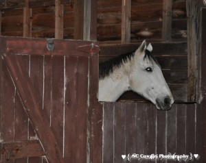 Vinni in Stall