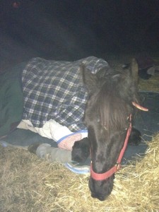 Black Horse Rescued