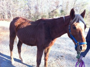 Sonny Rescued Horse 2