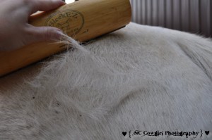 Horse Shedding Hair