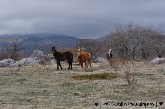 Wild Ponies at Mt. Rogers