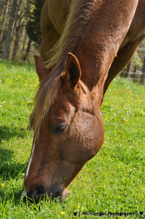 Spur - Liver Chestnut Quarter Horse