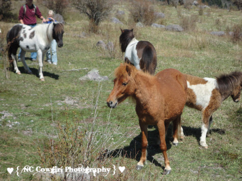 Wild Ponies we saw while Riding at Mt. Rogers