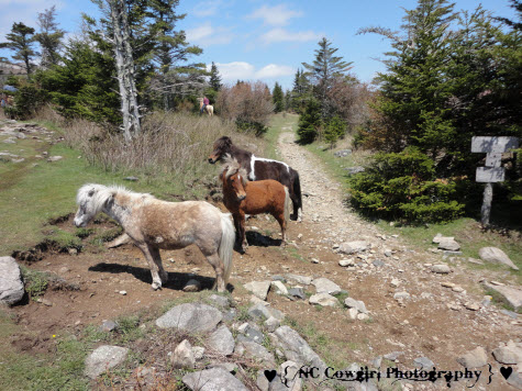 Wild Ponies of Mt. Rogers