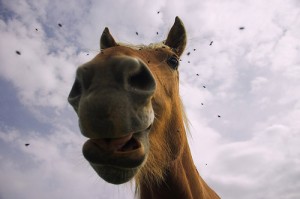 Horse with Flies
