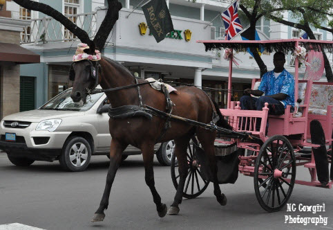 Horse Carriage in Nassau