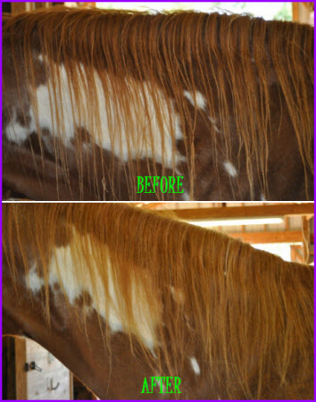 Mane Before and After with E3 Detangles & Shine spray