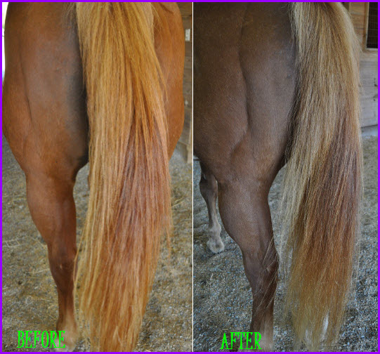 Tail Before and After with E3 Detangles & Shine spray