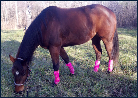 Gracie in Pink