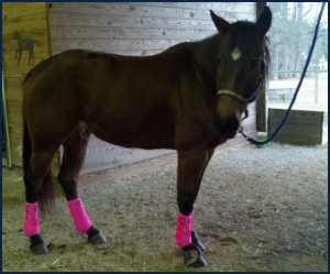 Pink Prof Choice Boots on my Bay Horse