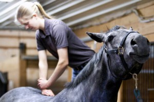 Equine Chiropractor