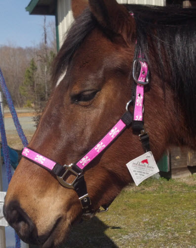 Horse Designer Halter from Red Haute Horse