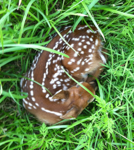 Baby Deer in the wild