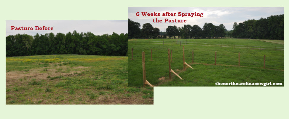 Before and After Horse Pasture