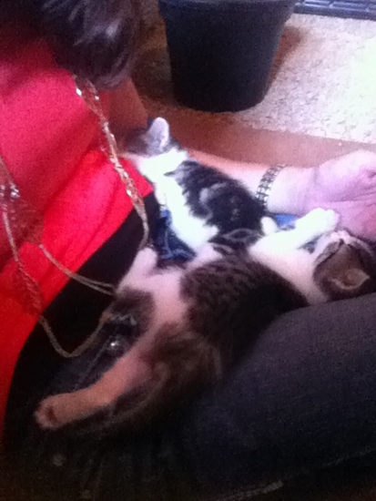 kittens sleeping on lap