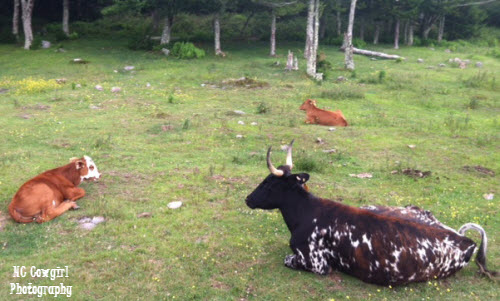 texas-longhorn-cows