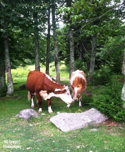 two-cows
