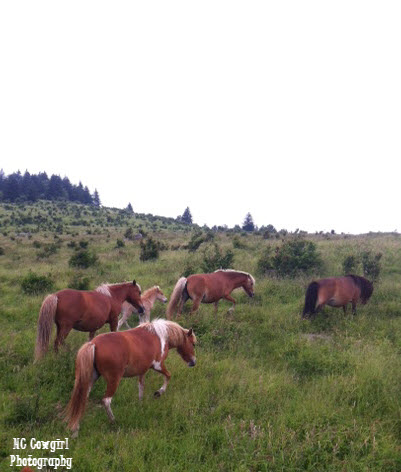 wild ponies mount rogers