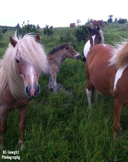 wild ponies