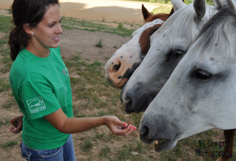 feeding horses treats