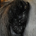 Tumors in Horse Anus