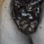 Tumors in Horse Anus