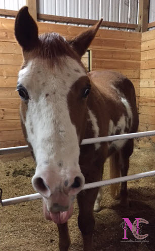 Paint horse yawning