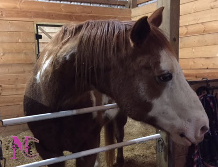 Paint Horse in Stall