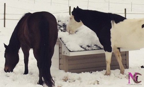 snow eating horses
