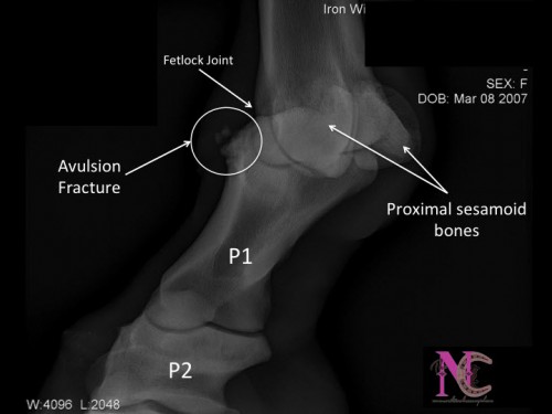 X-ray of Horses Fetlock