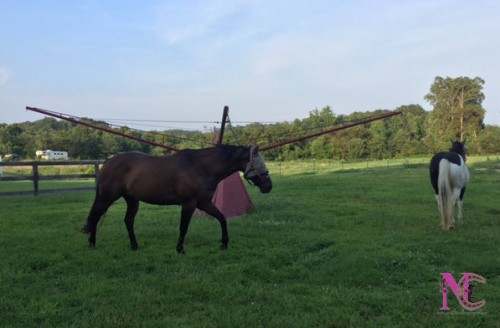 horses on hotwalker