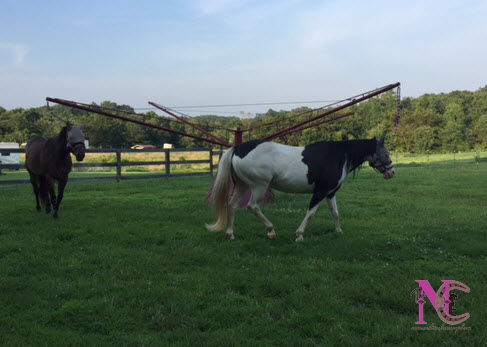 horses on hotwalker