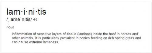 laminitis in horses