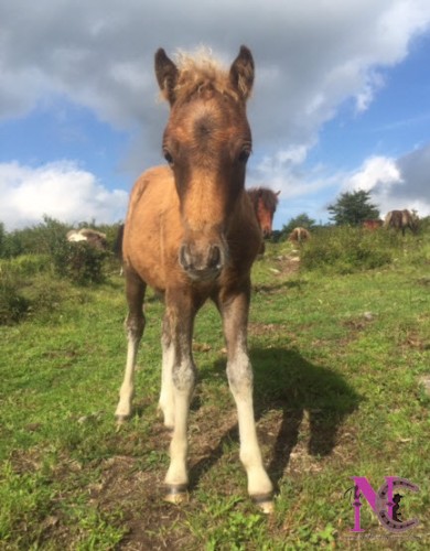 wild baby horse