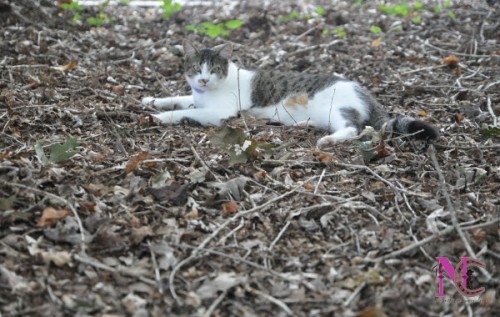 barn cat