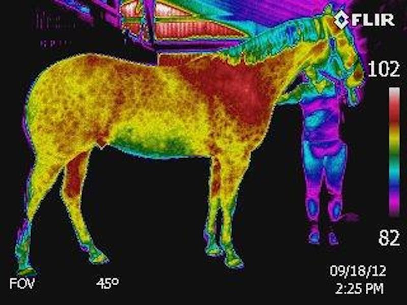 Thermal Imaging Horse