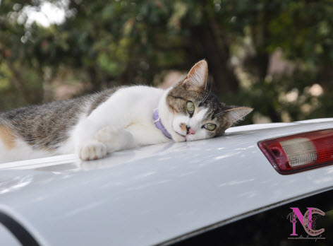 barn cat