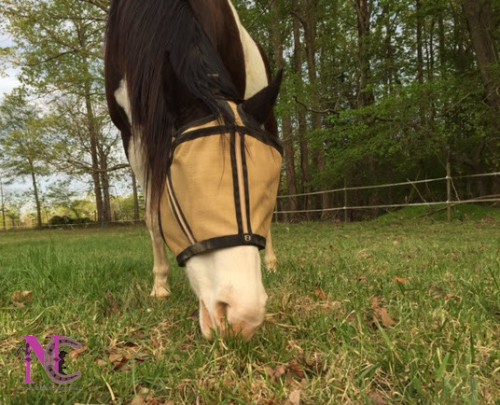 Noble Outfitter's Guardsman Fly Mask for Horses