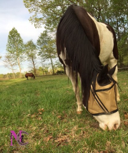 Noble Outfitter's Guardsman Fly Mask for Horses