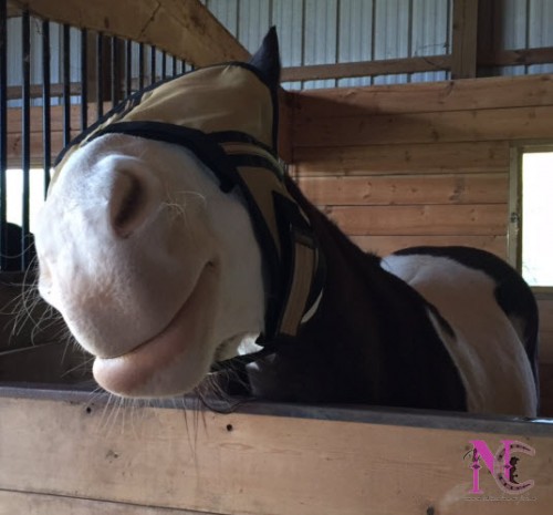 Noble Outfitter's Guardsman Fly Mask for Horses