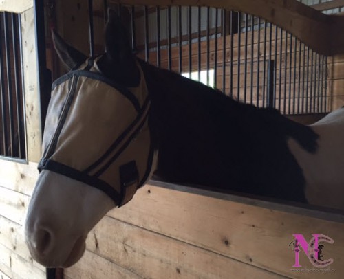 Noble Outfitter's Guardsman Fly Mask for Horses