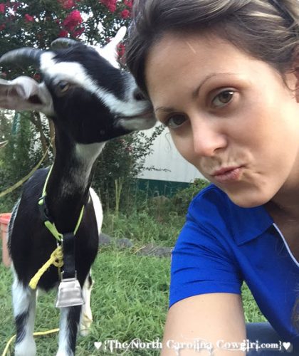 goat kisses