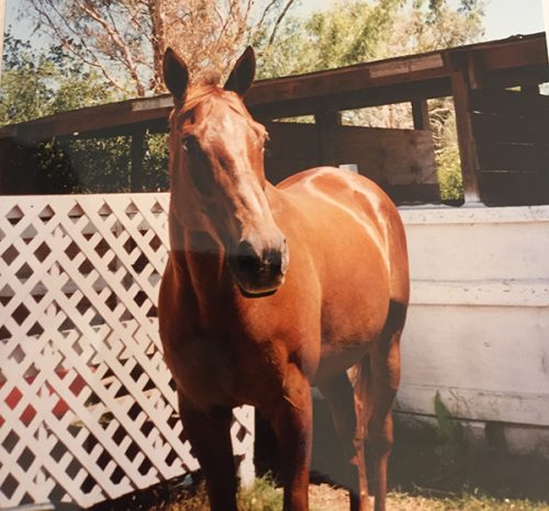 thoroughbred horse