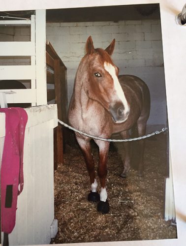 red roan horse