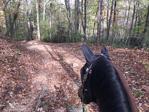 Trail Riding at Dupont Forest