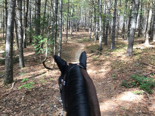 Trail Riding at Dupont Forest