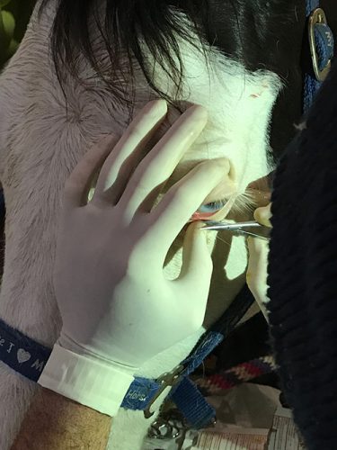 squamous cell carcinoma tumor on horse eyelid