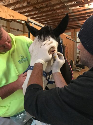 squamous cell carcinoma tumor on horse eyelid